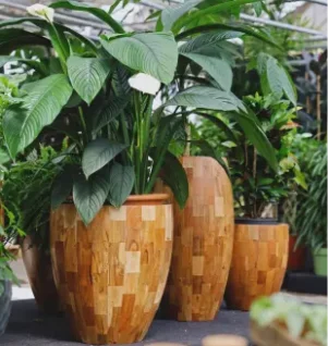 Washingtonia Palm v4