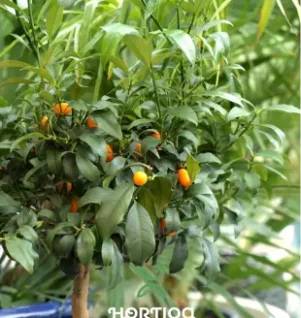 Washingtonia Palm v2