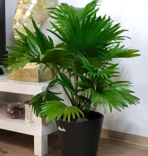 Washingtonia Palm v3